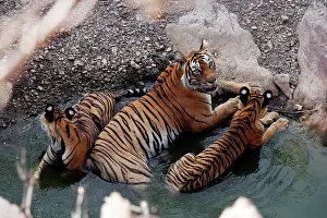 Tigresses: Tiger - Mother in water pool with two 9 month-old cubs