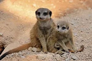Meerkat: Tiger nut (Suricata suricatta), adult, two adults, juvenile