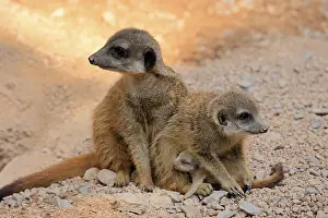 Meerkat: Tiger nut (Suricata suricatta)