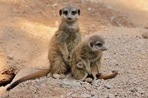 Meerkat: Tiger nut (Suricata suricatta)