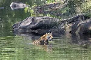 Bathing: Tiger (Panthera tigris), Bengal tiger or Indian tiger