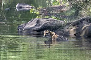 Bathing: Tiger (Panthera tigris), Bengal tiger or Indian tiger