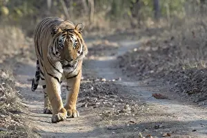 Threatening: Tiger (Panthera tigris), Bengal tiger or Indian tiger