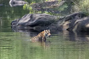 Bathing: Tiger (Panthera tigris), Bengal tiger or Indian tiger