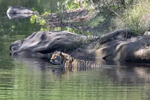 Bathing: Tiger (Panthera tigris), Bengal tiger or Indian tiger