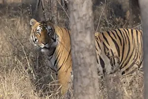 Dangerous: Tiger (Panthera tigris), Bengal tiger or Indian tiger