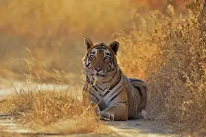 Ranthambore: Tiger (Panthera tigris) lying on a forest track