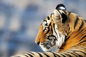 Sawai: Tiger (Panthera tigris), portrait side view of his