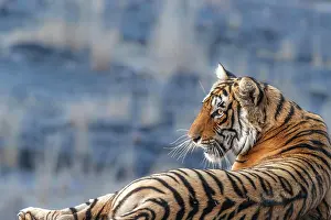 Sawai: Tiger (Panthera tigris), portrait side view of his