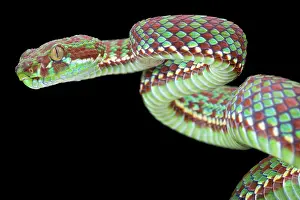 Trimeresurus: Tiger pit viper (Trimeresurus venustus), Thailand