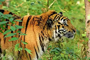 Probable: Tiger - probable hybrid: Bengal cross Indo-Chinese