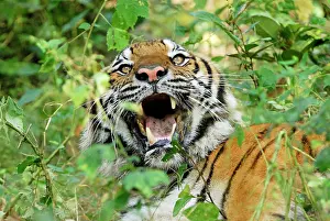 Probable: Tiger - probable hybrid: Bengal cross Indo-Chinese