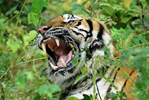 Probable: Tiger - probable hybrid: Bengal cross Indo-Chinese