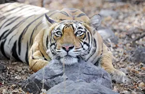 Ranthambhore: Tiger - Ranthambhore National Park