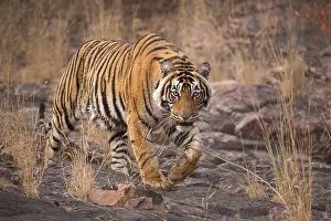 Asiatic: Tiger in Ranthambhore national park