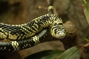 Ratsnake: Tiger Rat Snake