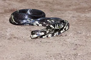 Bahia: Tiger Ratsnake