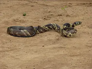 Bahia: Tiger Ratsnake
