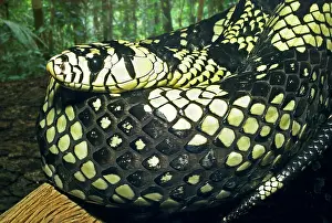 Ratsnake: Tiger Ratsnake