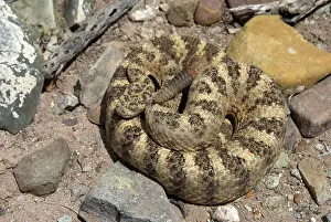 Rattles: Tiger Rattlesnake