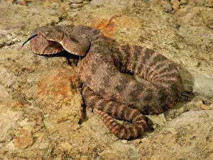 Vipers: Tiger Rattlesnake