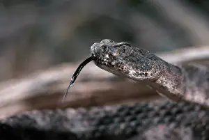 Vipers: Tiger Rattlesnake