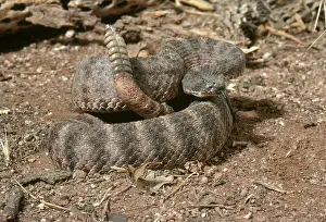 Forked: Tiger Rattlesnake