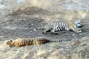 Ranthambhore: Tiger - resting - Ranthambhore National Park
