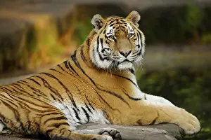 Silence: A tiger resting relaxed on a rock, the stripes prominent in