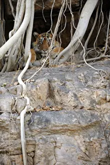 Benghalensis: Tiger - resting amongst roots of Banyan Tree (Ficus