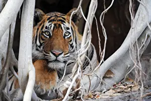 Benghalensis: Tiger - resting amongst roots of Banyan Tree (Ficus