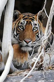 Benghalensis: Tiger - resting amongst roots of Banyan Tree (Ficus