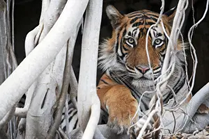 Benghalensis: Tiger - resting amongst roots of Banyan Tree (Ficus