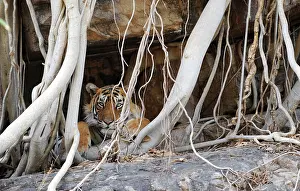Benghalensis: Tiger - resting amongst roots of Banyan Tree (Ficus
