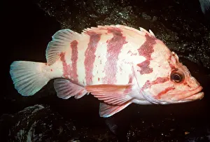 Stripes: TIGER ROCKFISH - WHOLE BODY