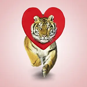 Pat And Tom Leeson: Tiger running, wearing heart shaped hat / headwear