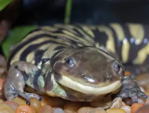 Tigrinum: Tiger Salamander