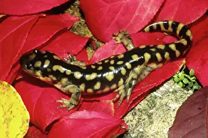 Ambystomatidae: Tiger Salamander