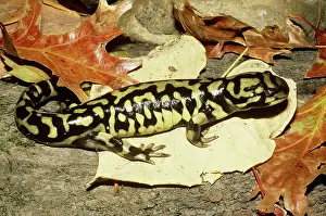 Ambystomatidae: Tiger Salamander