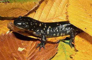 Ambystomatidae: Tiger Salamander