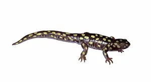 Ambystoma: Tiger Salamander