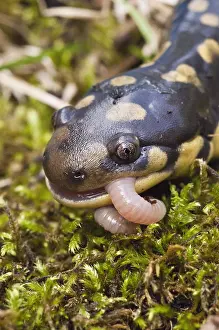 Worm: Tiger salamander (Ambystoma tigrinum) eating an
