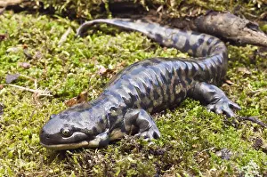 Salamander: Tiger salamander (Ambystoma tigrinum), USA, North