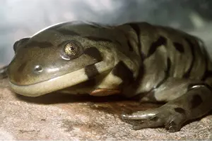 Jaws: TIGER SALAMANDER - C/U HEAD & HAND