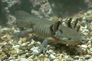 Ambystomatidae: Tiger Salamander Larva