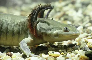 Caudata: Tiger Salamander larva