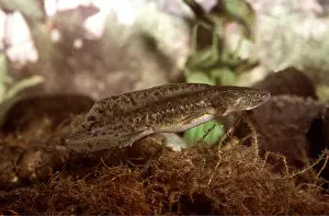 Salamander: TIGER SALAMANDER LARVAE