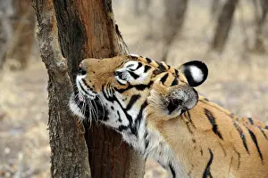 Scenting: Tiger - scent marking