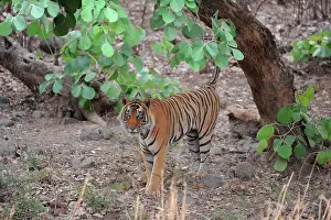 Scenting: Tiger - scent marking