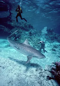 Cuvieri: Tiger shark - 3m. Tiger Shark being filmed for